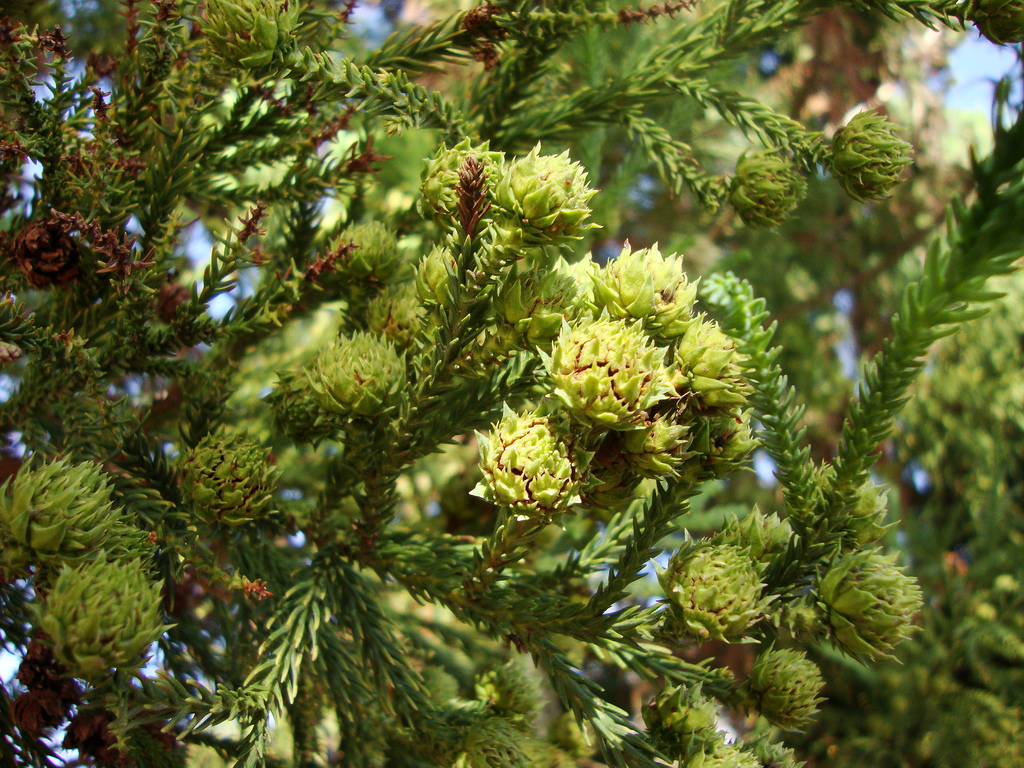 کریپتومریا